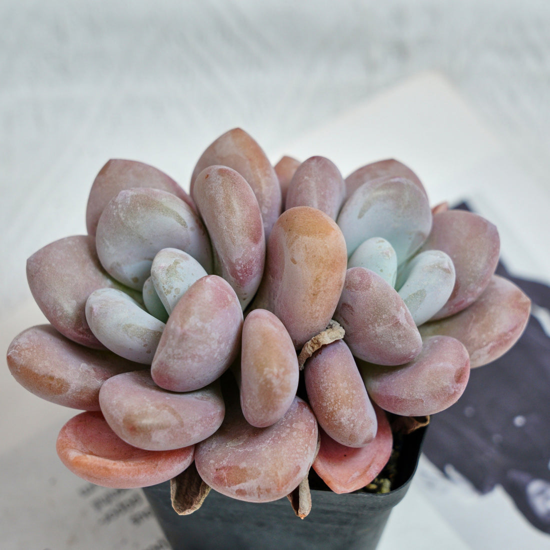 3'' Graptopetalum Amethystinum, Rare Live Succulent Plants