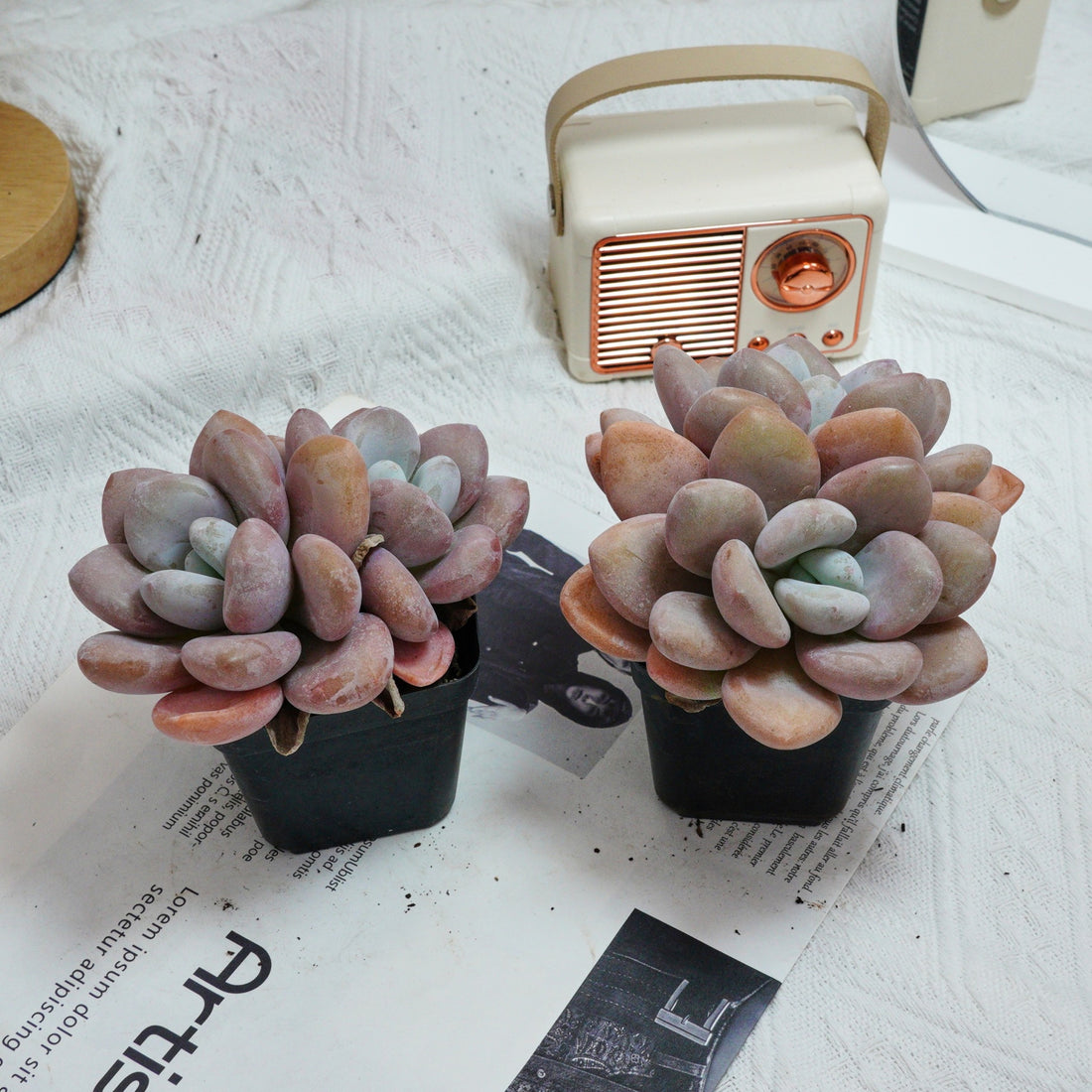 3'' Graptopetalum Amethystinum, Rare Live Succulent Plants