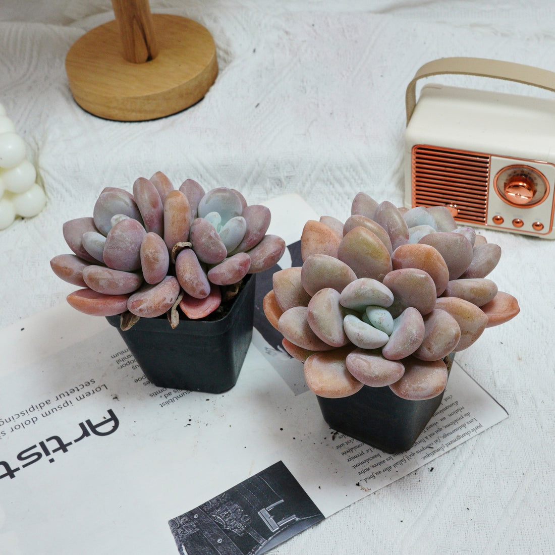 3'' Graptopetalum Amethystinum, Rare Live Succulent Plants
