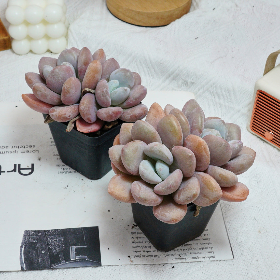 3'' Graptopetalum Amethystinum, Rare Live Succulent Plants