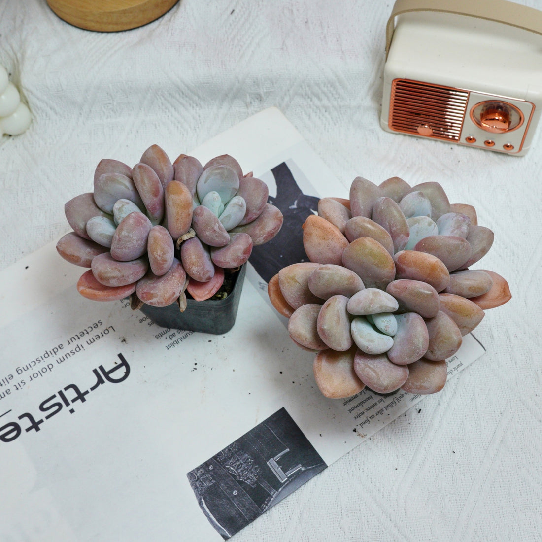 3'' Graptopetalum Amethystinum, Rare Live Succulent Plants
