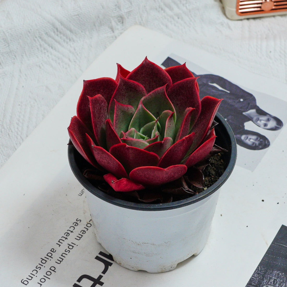 3.5'' Echeveria Relena, Rare Live Succulent Plants