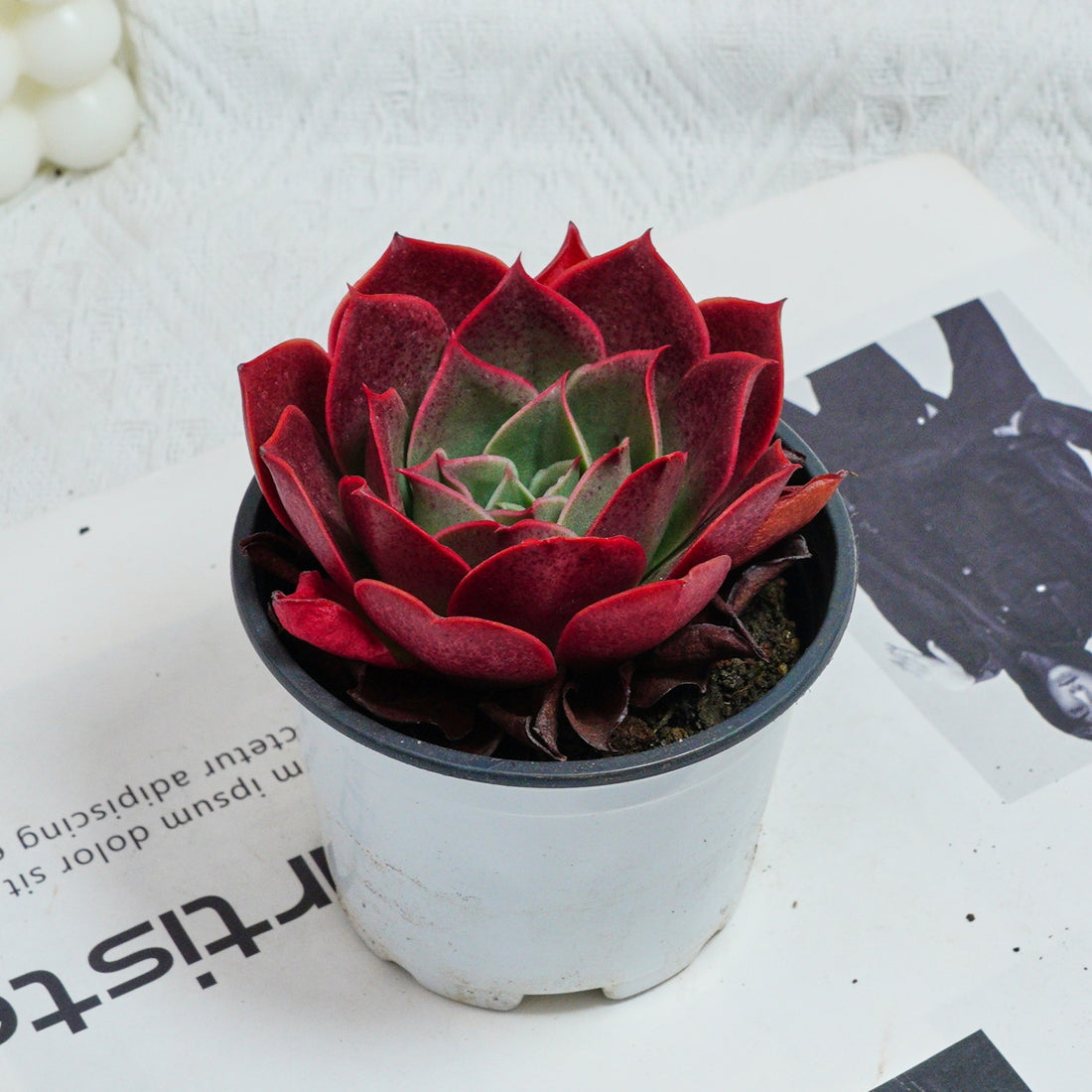 3.5'' Echeveria Relena, Rare Live Succulent Plants