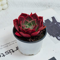 3.5'' Echeveria Relena, Rare Live Succulent Plants
