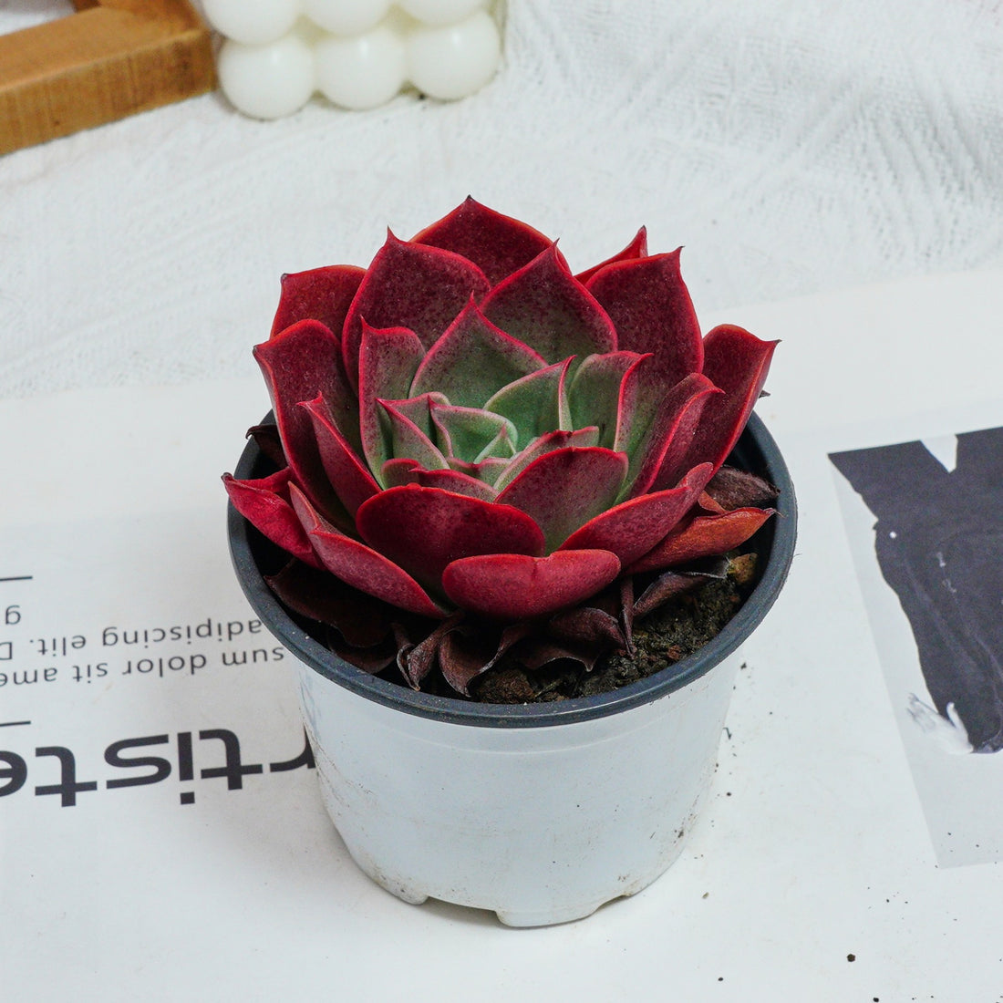 3.5'' Echeveria Relena, Rare Live Succulent Plants