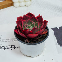 3.5'' Echeveria Relena, Rare Live Succulent Plants
