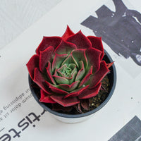 3.5'' Echeveria Relena, Rare Live Succulent Plants