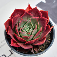 3.5'' Echeveria Relena, Rare Live Succulent Plants