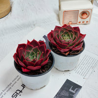 3.5'' Echeveria Relena, Rare Live Succulent Plants