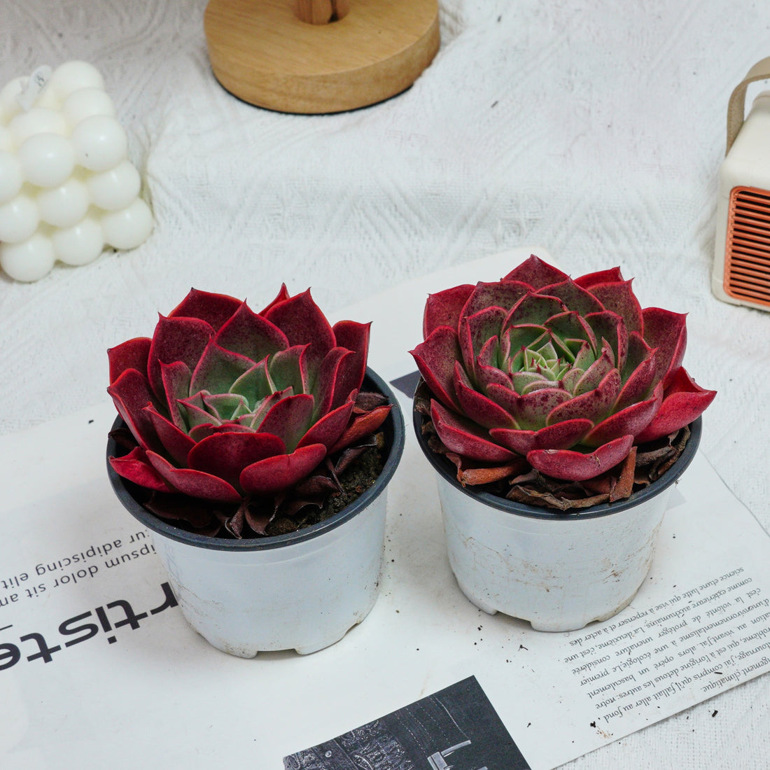3.5'' Echeveria Relena, Rare Live Succulent Plants