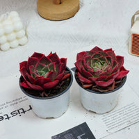 3.5'' Echeveria Relena, Rare Live Succulent Plants