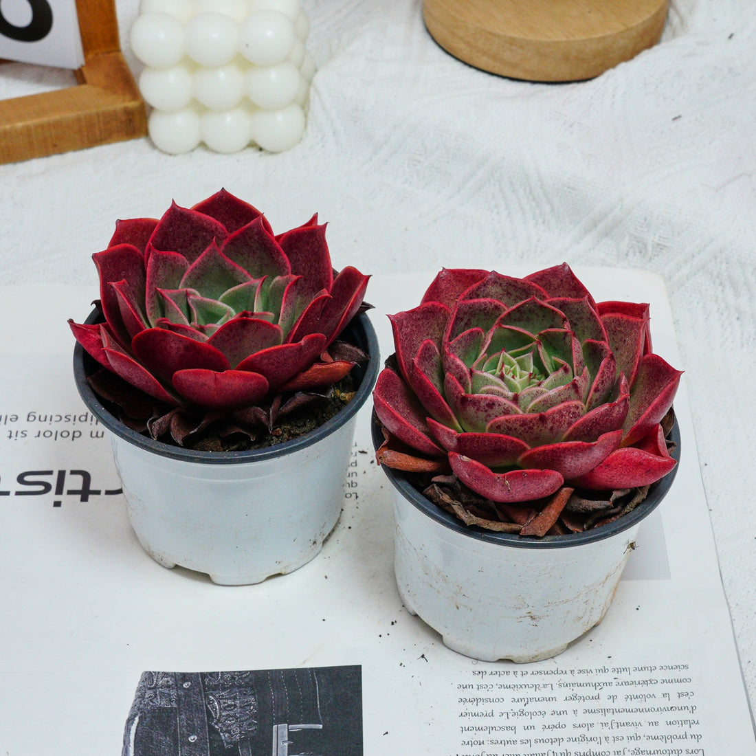 3.5'' Echeveria Relena, Rare Live Succulent Plants