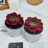 3.5'' Echeveria Relena, Rare Live Succulent Plants