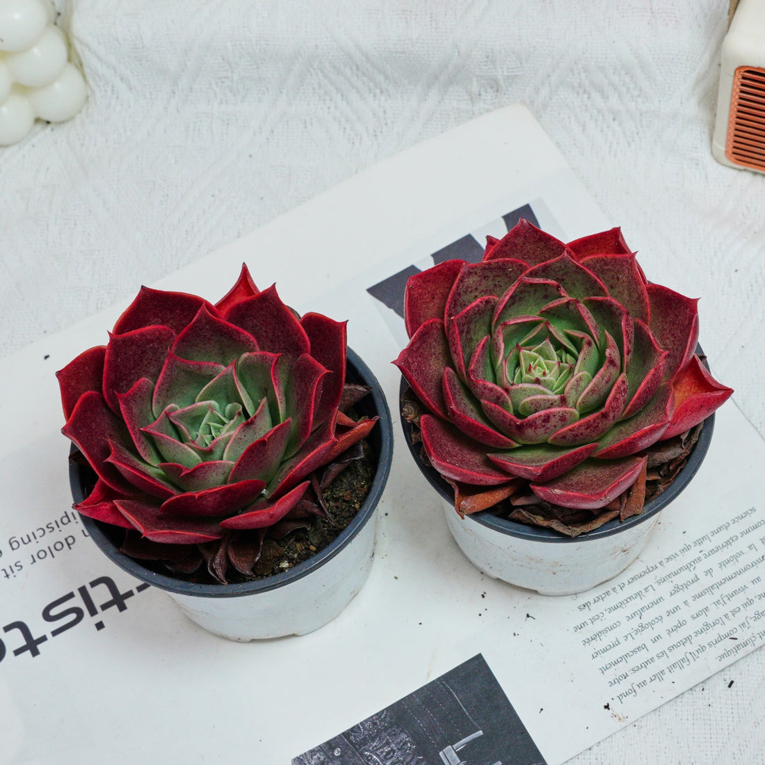 3.5'' Echeveria Relena, Rare Live Succulent Plants
