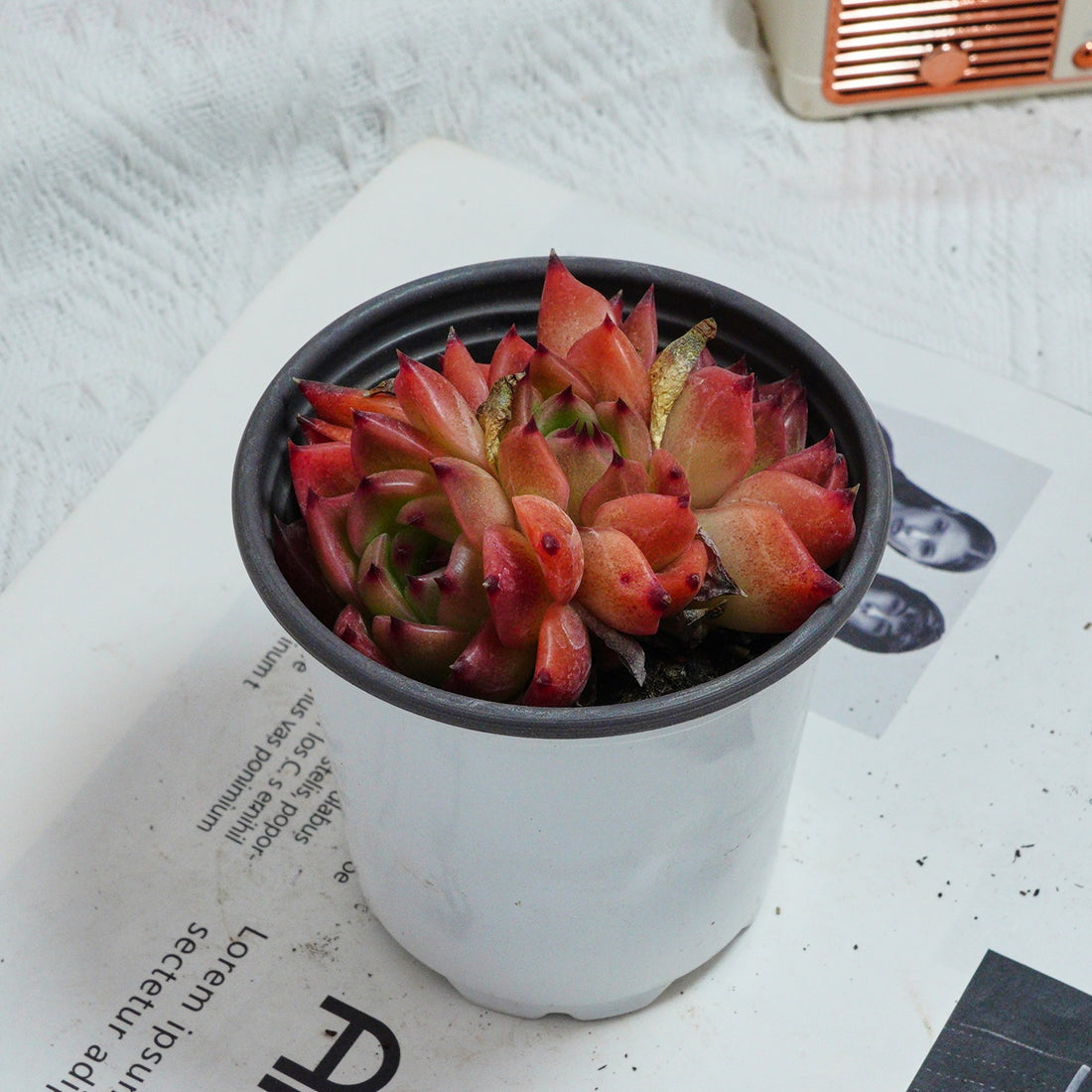 3.5'' Echeveria Caesar, Rare Live Succulent Plants
