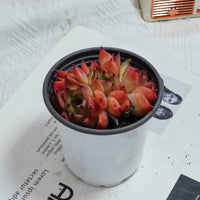 3.5'' Echeveria Caesar, Rare Live Succulent Plants
