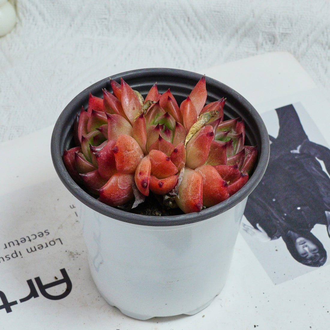 3.5'' Echeveria Caesar, Rare Live Succulent Plants