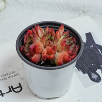 3.5'' Echeveria Caesar, Rare Live Succulent Plants