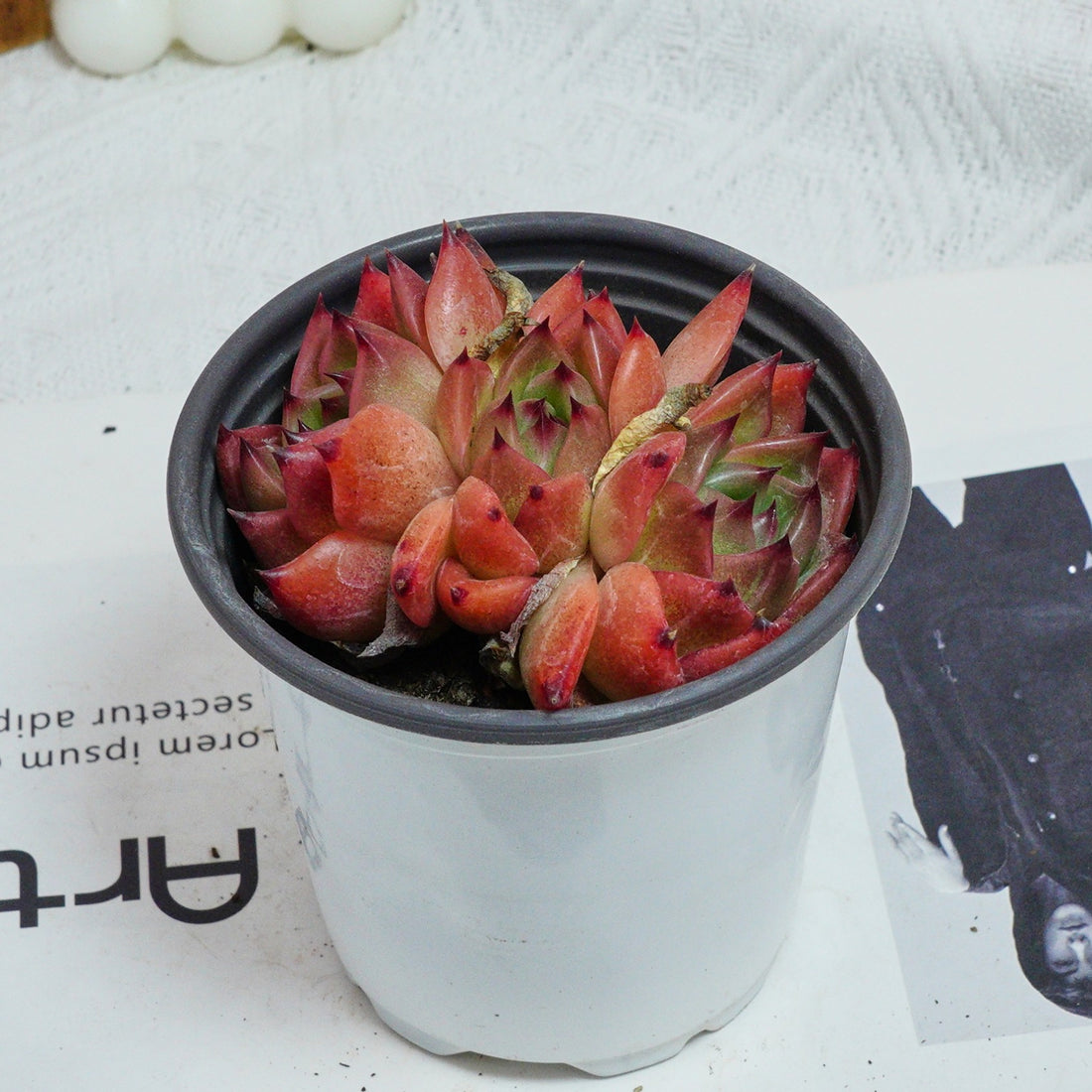 3.5'' Echeveria Caesar, Rare Live Succulent Plants