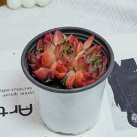 3.5'' Echeveria Caesar, Rare Live Succulent Plants