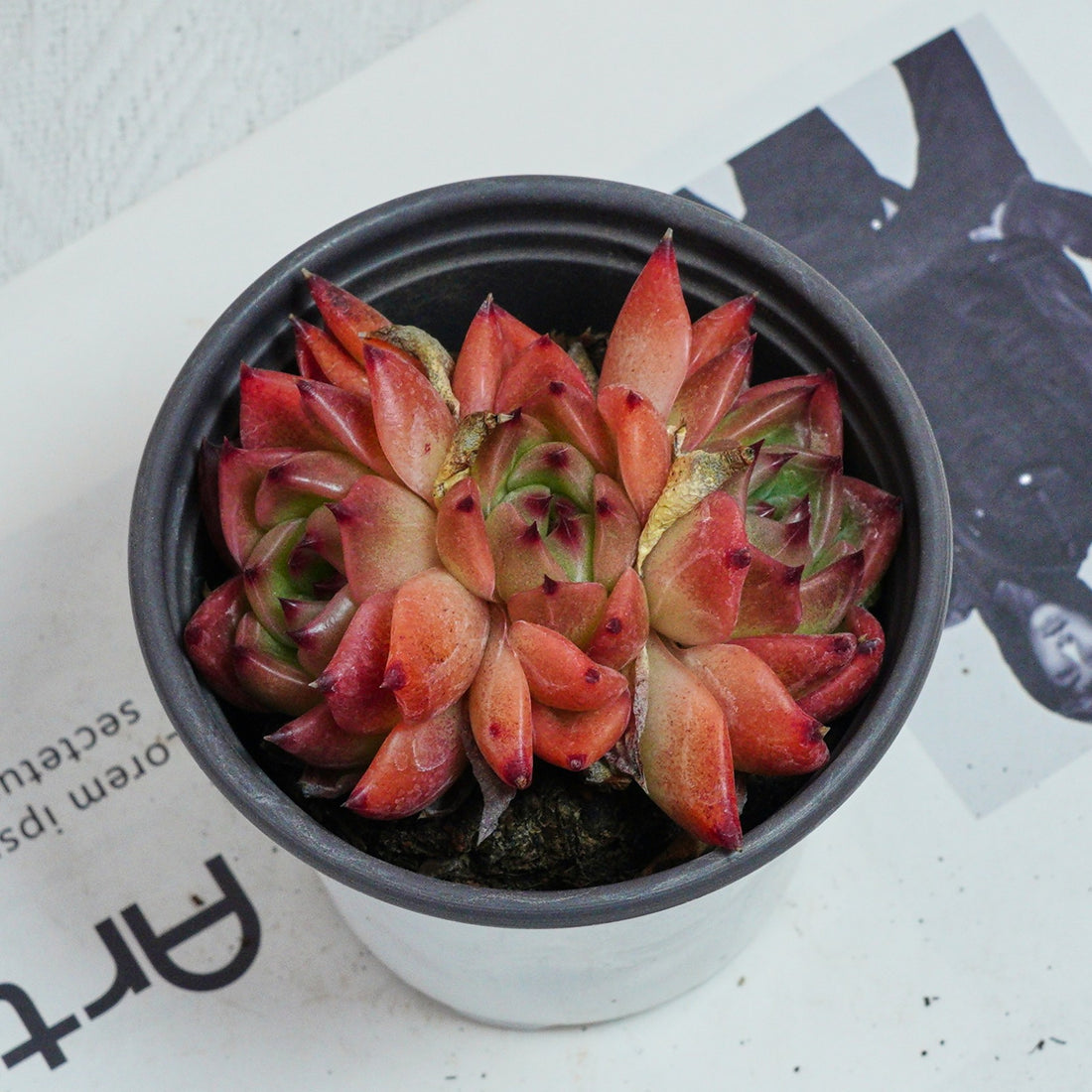 3.5'' Echeveria Caesar, Rare Live Succulent Plants
