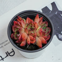 3.5'' Echeveria Caesar, Rare Live Succulent Plants