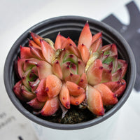 3.5'' Echeveria Caesar, Rare Live Succulent Plants