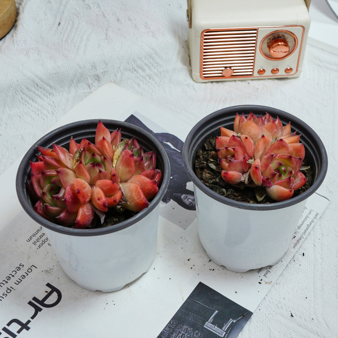 3.5'' Echeveria Caesar, Rare Live Succulent Plants