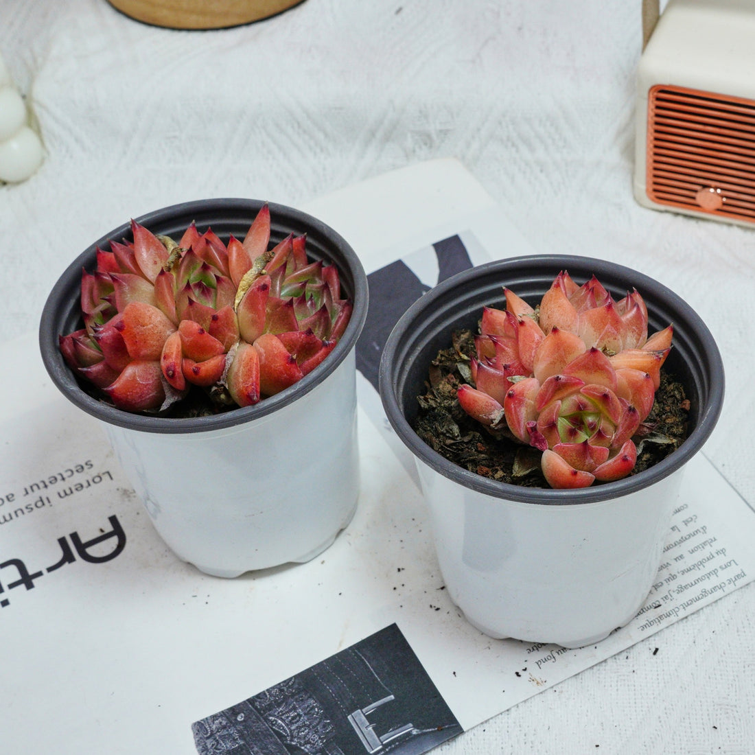 3.5'' Echeveria Caesar, Rare Live Succulent Plants