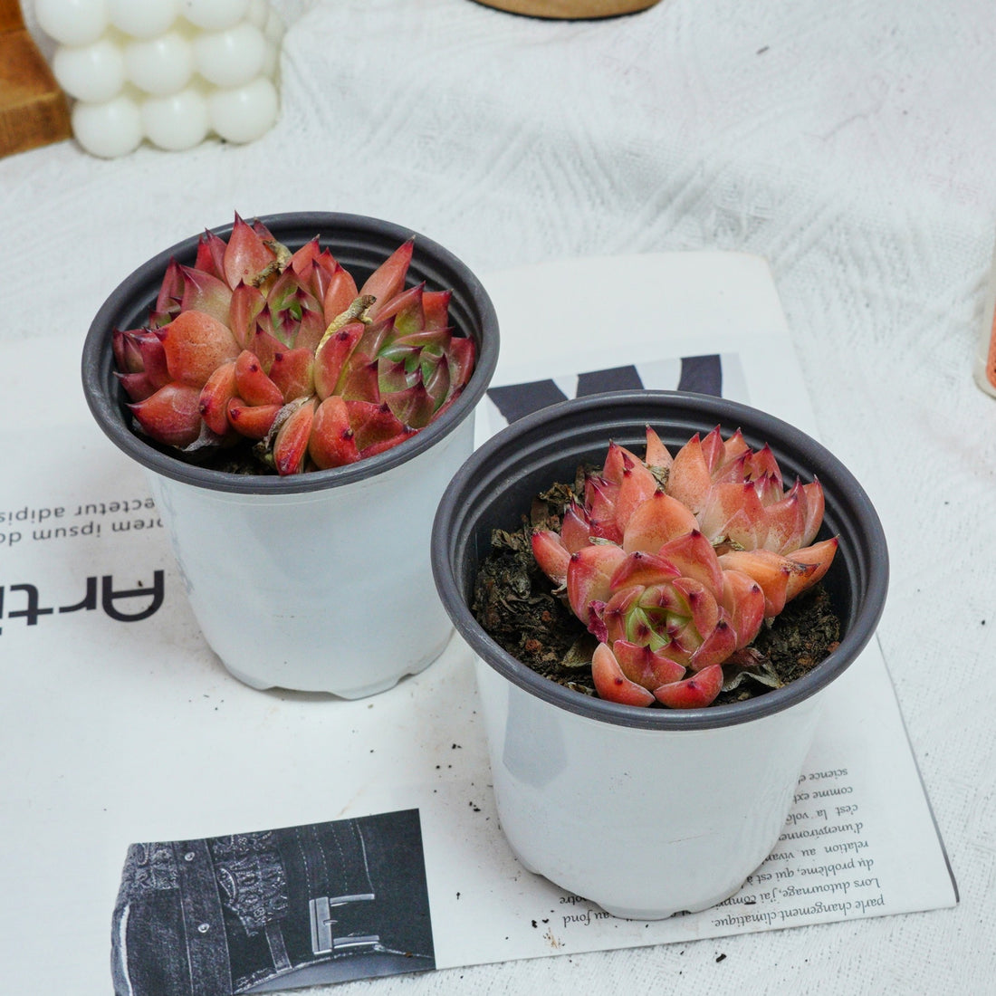 3.5'' Echeveria Caesar, Rare Live Succulent Plants