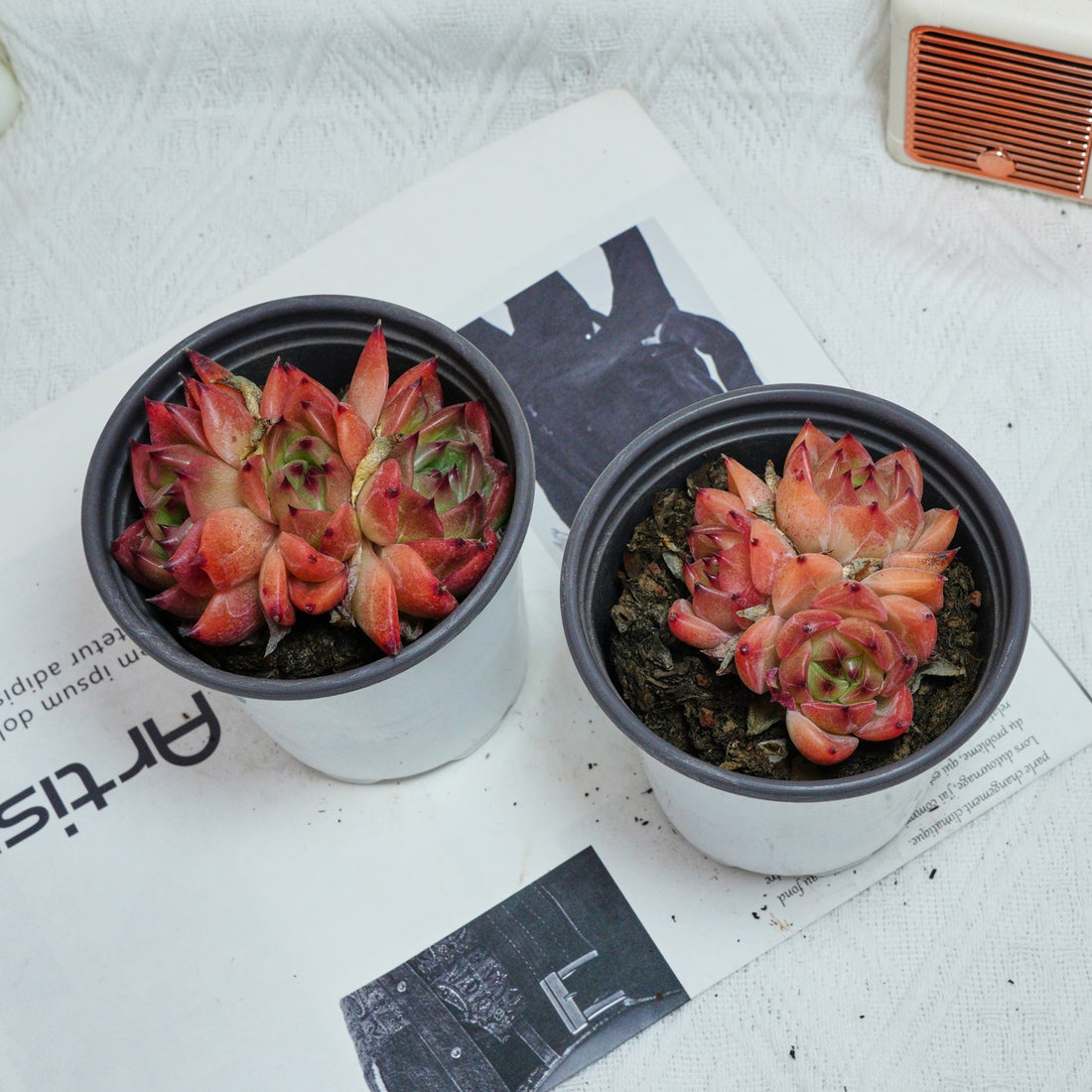 3.5'' Echeveria Caesar, Rare Live Succulent Plants
