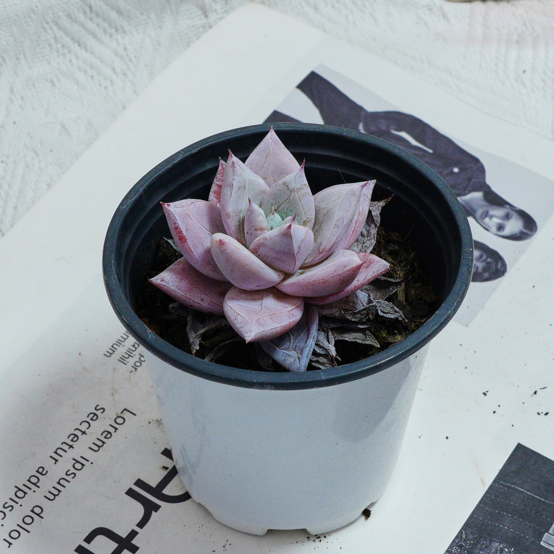 3'' Echeveria Colorata, Rare Live Succulent Plants