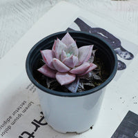 3'' Echeveria Colorata, Rare Live Succulent Plants