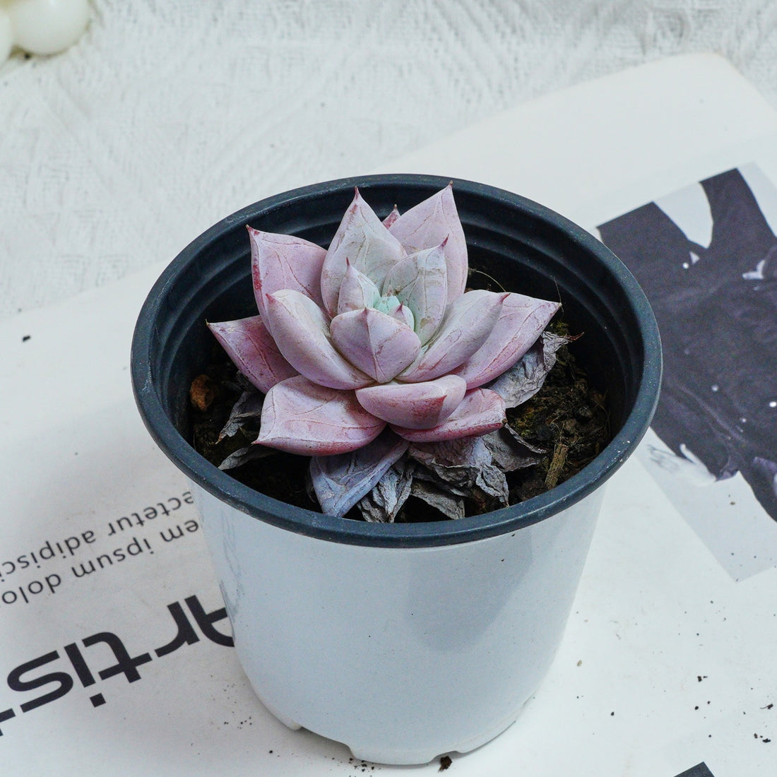 3'' Echeveria Colorata, Rare Live Succulent Plants