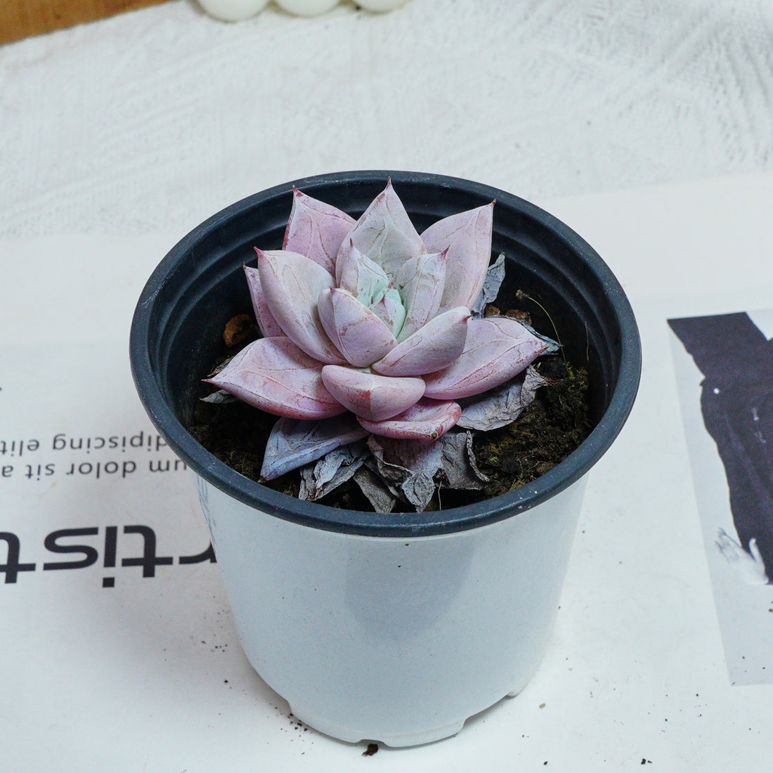 3'' Echeveria Colorata, Rare Live Succulent Plants