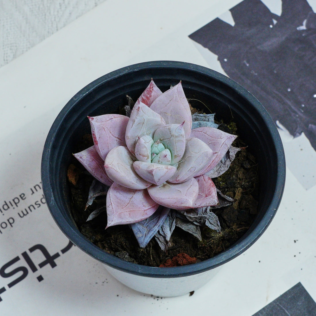 3'' Echeveria Colorata, Rare Live Succulent Plants