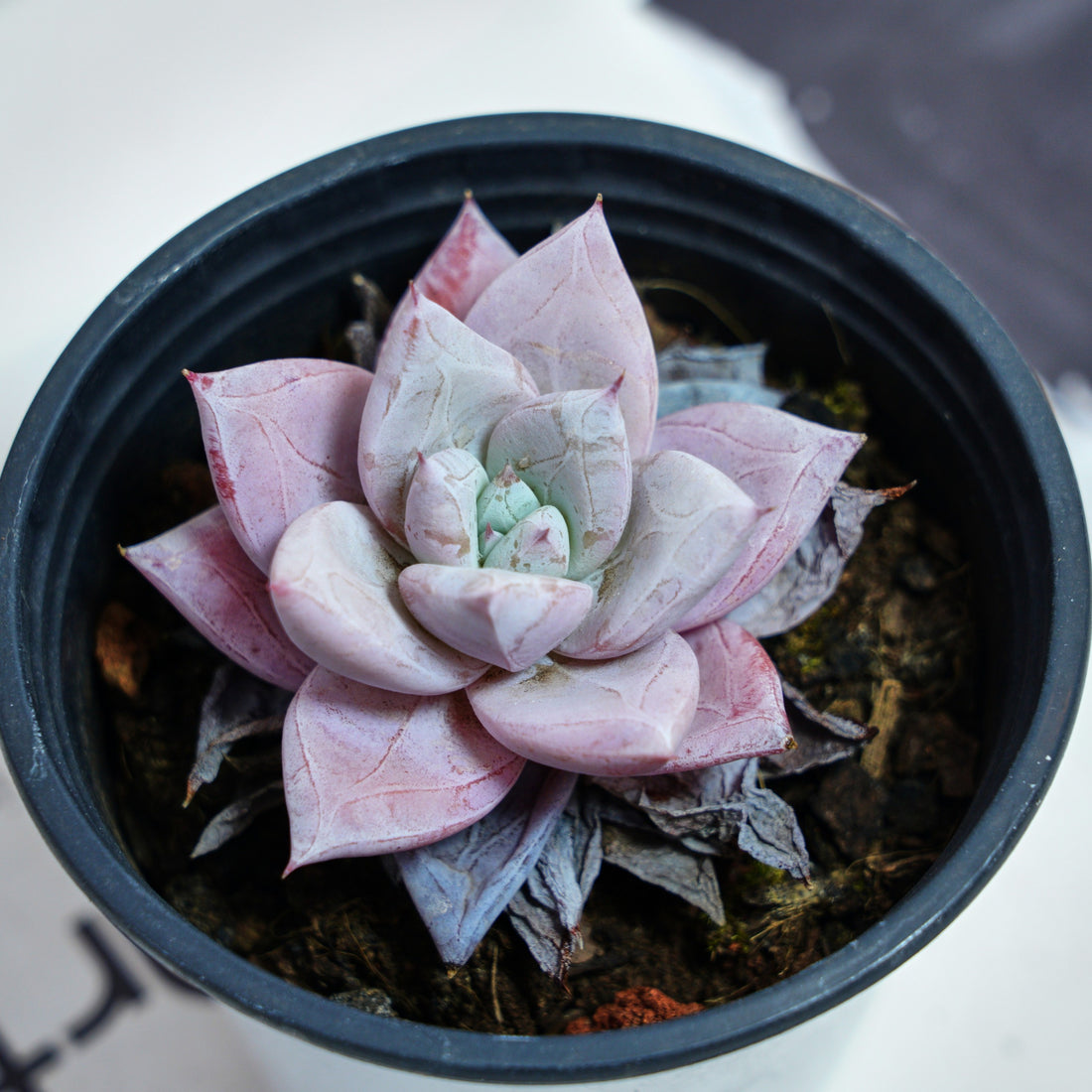 3'' Echeveria Colorata, Rare Live Succulent Plants