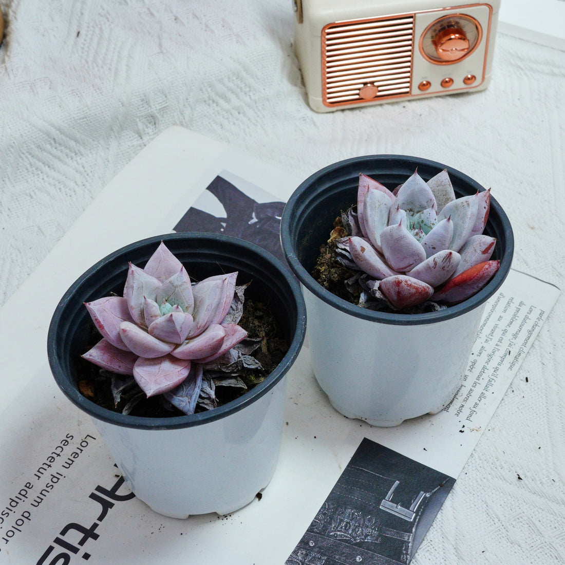 3'' Echeveria Colorata, Rare Live Succulent Plants
