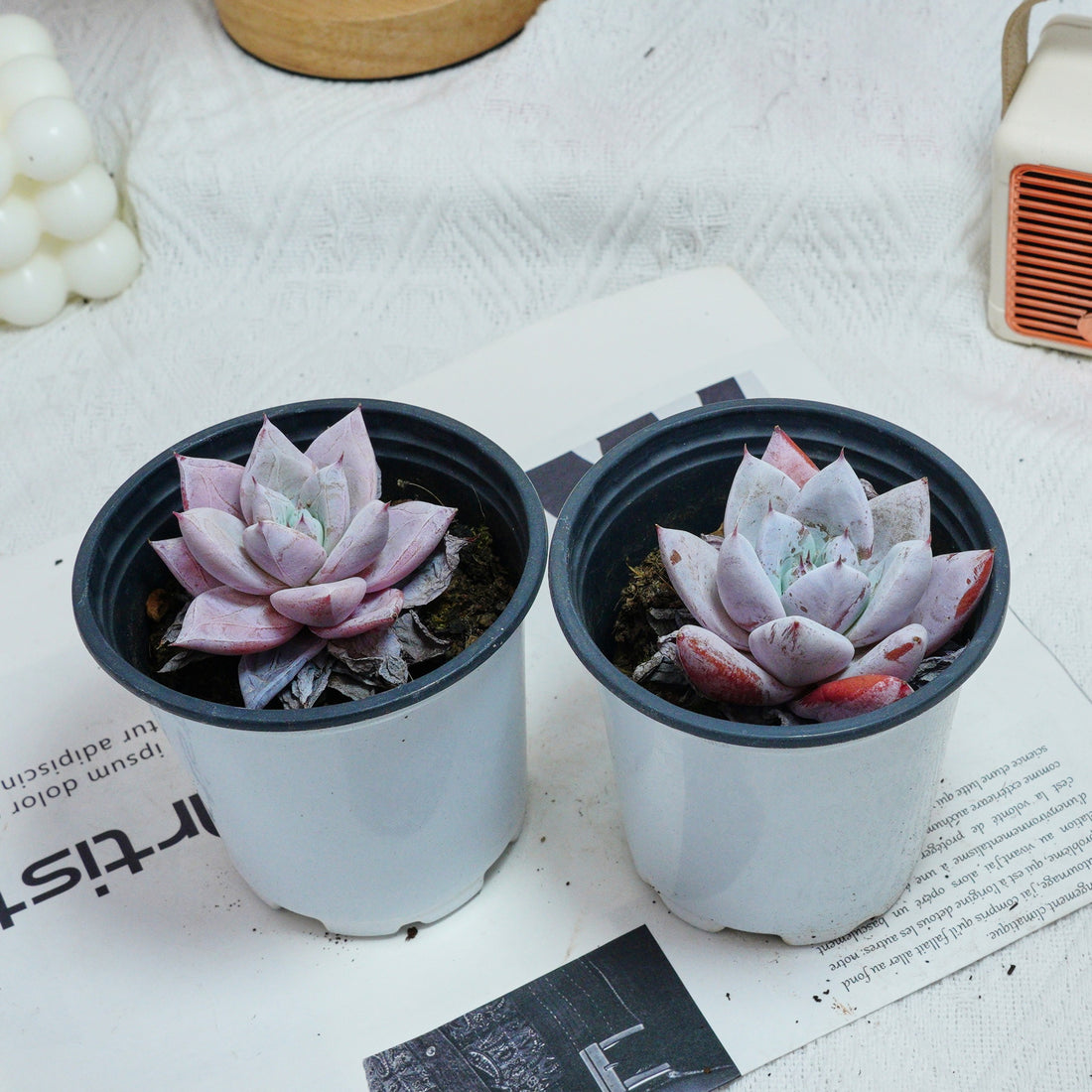3'' Echeveria Colorata, Rare Live Succulent Plants