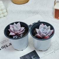 3'' Echeveria Colorata, Rare Live Succulent Plants