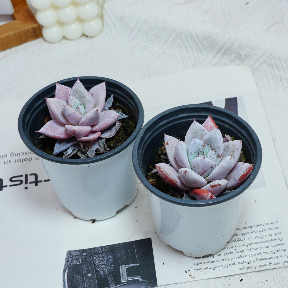 3'' Echeveria Colorata, Rare Live Succulent Plants
