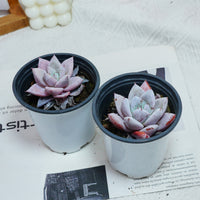3'' Echeveria Colorata, Rare Live Succulent Plants
