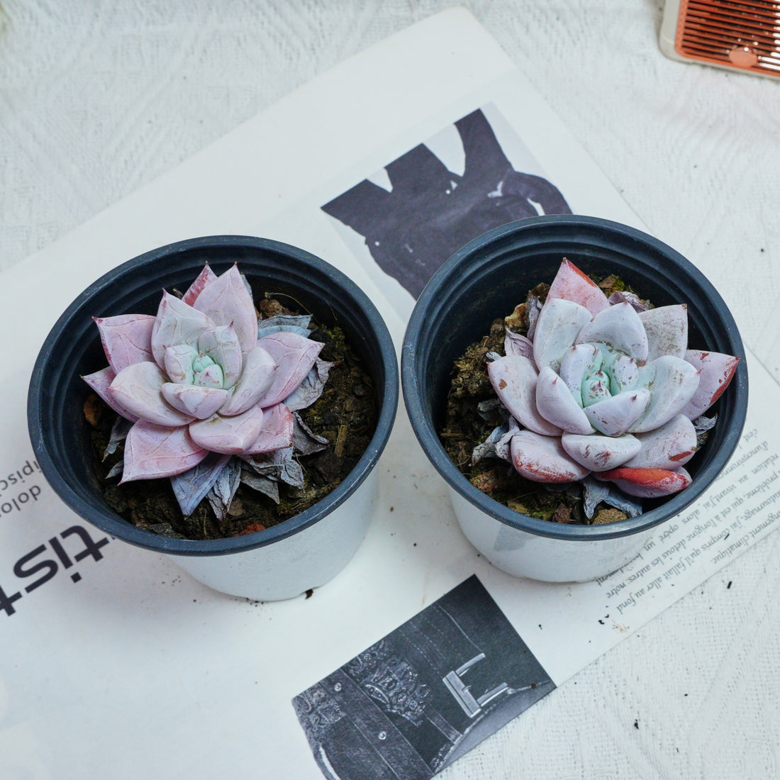 3'' Echeveria Colorata, Rare Live Succulent Plants