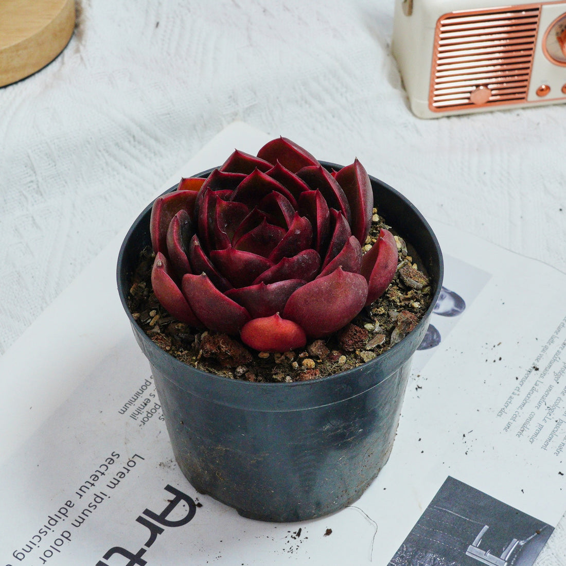4'' Echeveria Red Light, Rare Live Succulent Plants