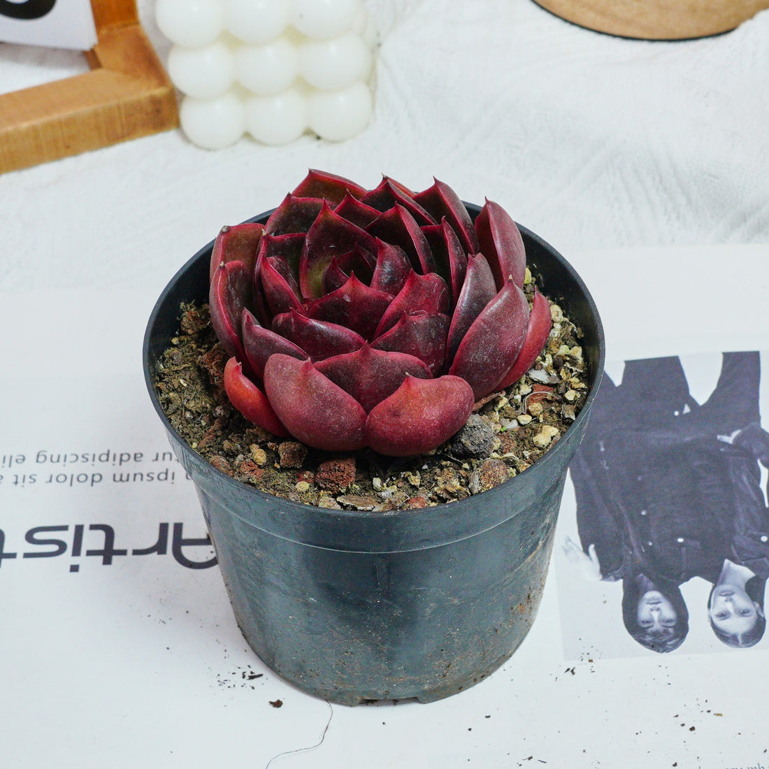 4'' Echeveria Red Light, Rare Live Succulent Plants