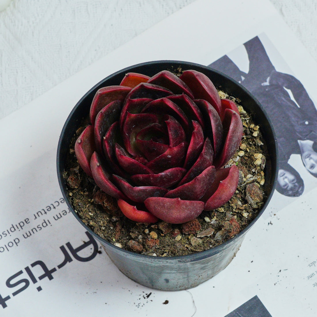 4'' Echeveria Red Light, Rare Live Succulent Plants