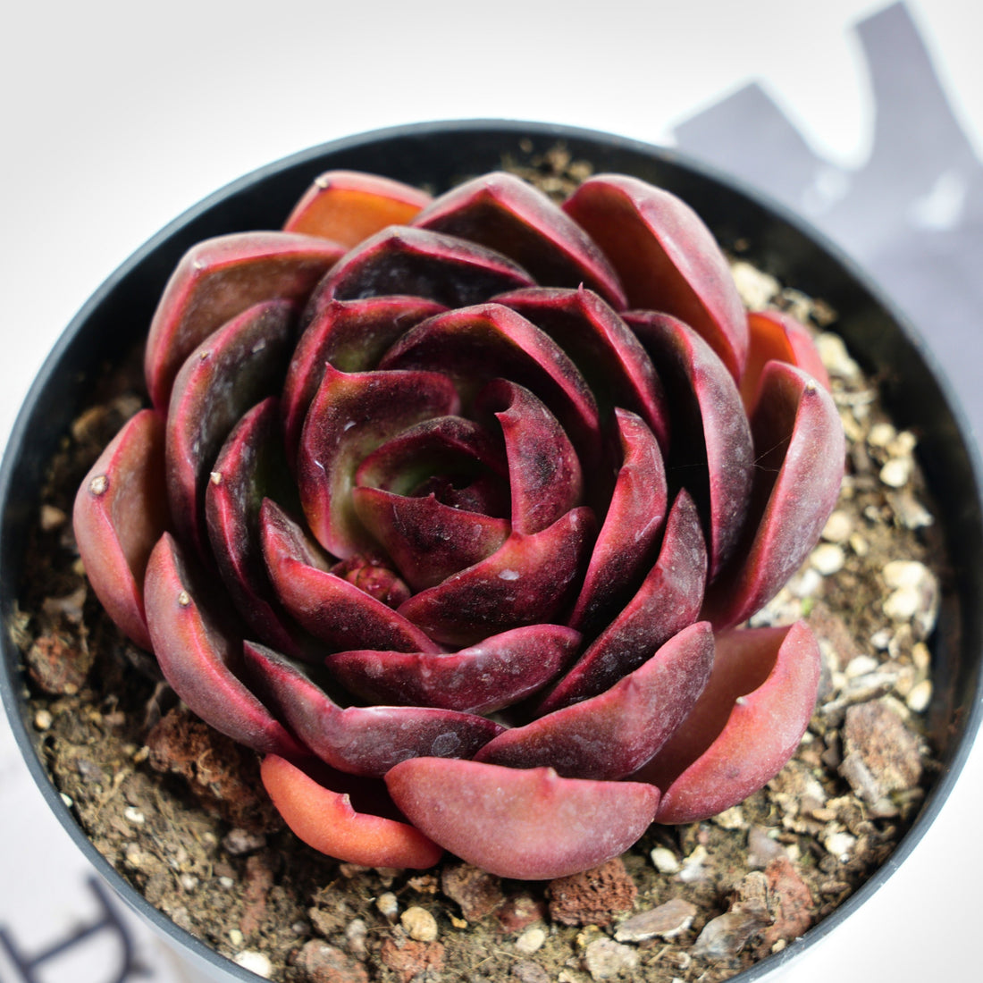 4'' Echeveria Red Light, Rare Live Succulent Plants
