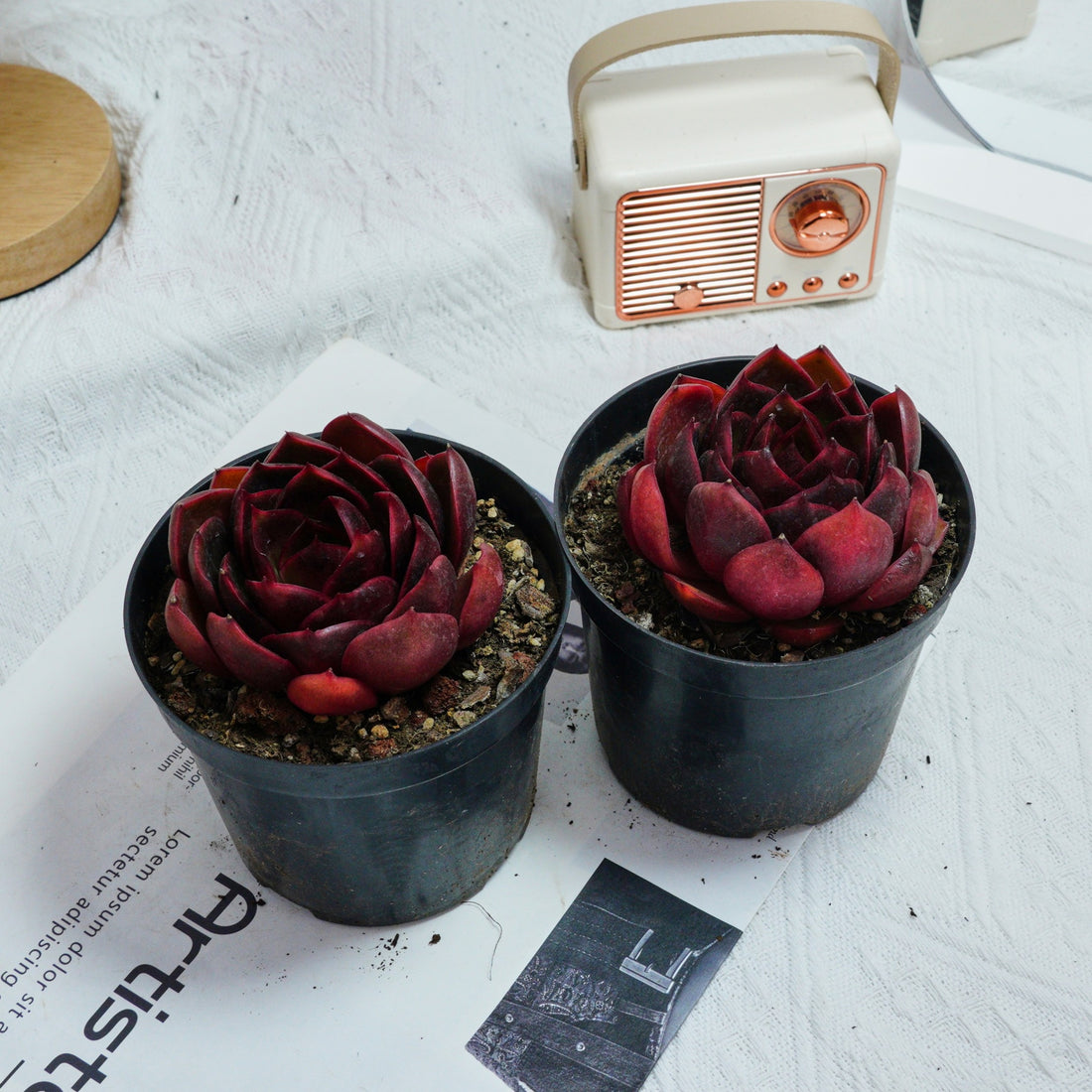 4'' Echeveria Red Light, Rare Live Succulent Plants