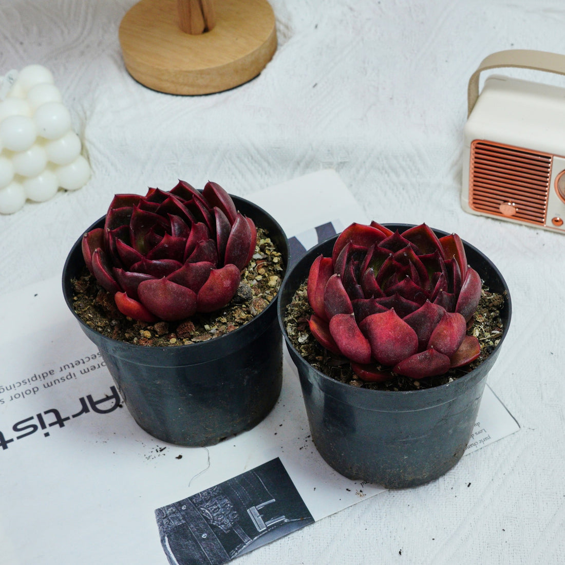 4'' Echeveria Red Light, Rare Live Succulent Plants