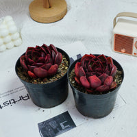 4'' Echeveria Red Light, Rare Live Succulent Plants